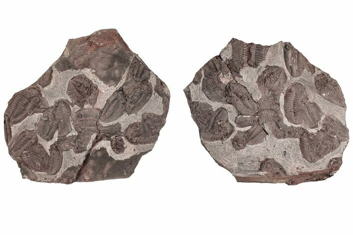 Ordovician Trilobite Mortality Plate (Pos/Neg) - Morocco #191315